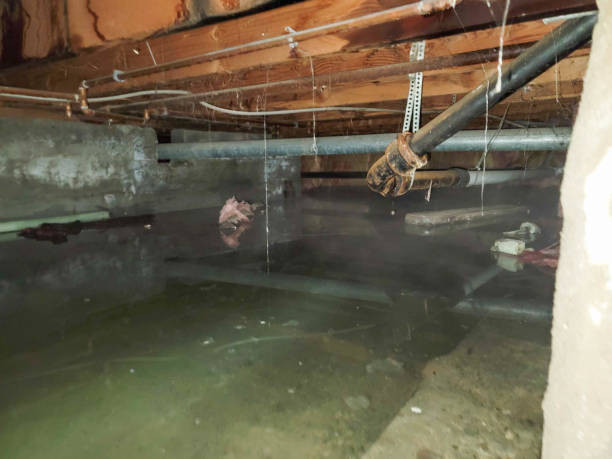 Best Flood damage cleanup  in Millis Clicquot, MA